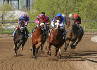 horse racing software, handicapping horses, horse software, handicapping horse races